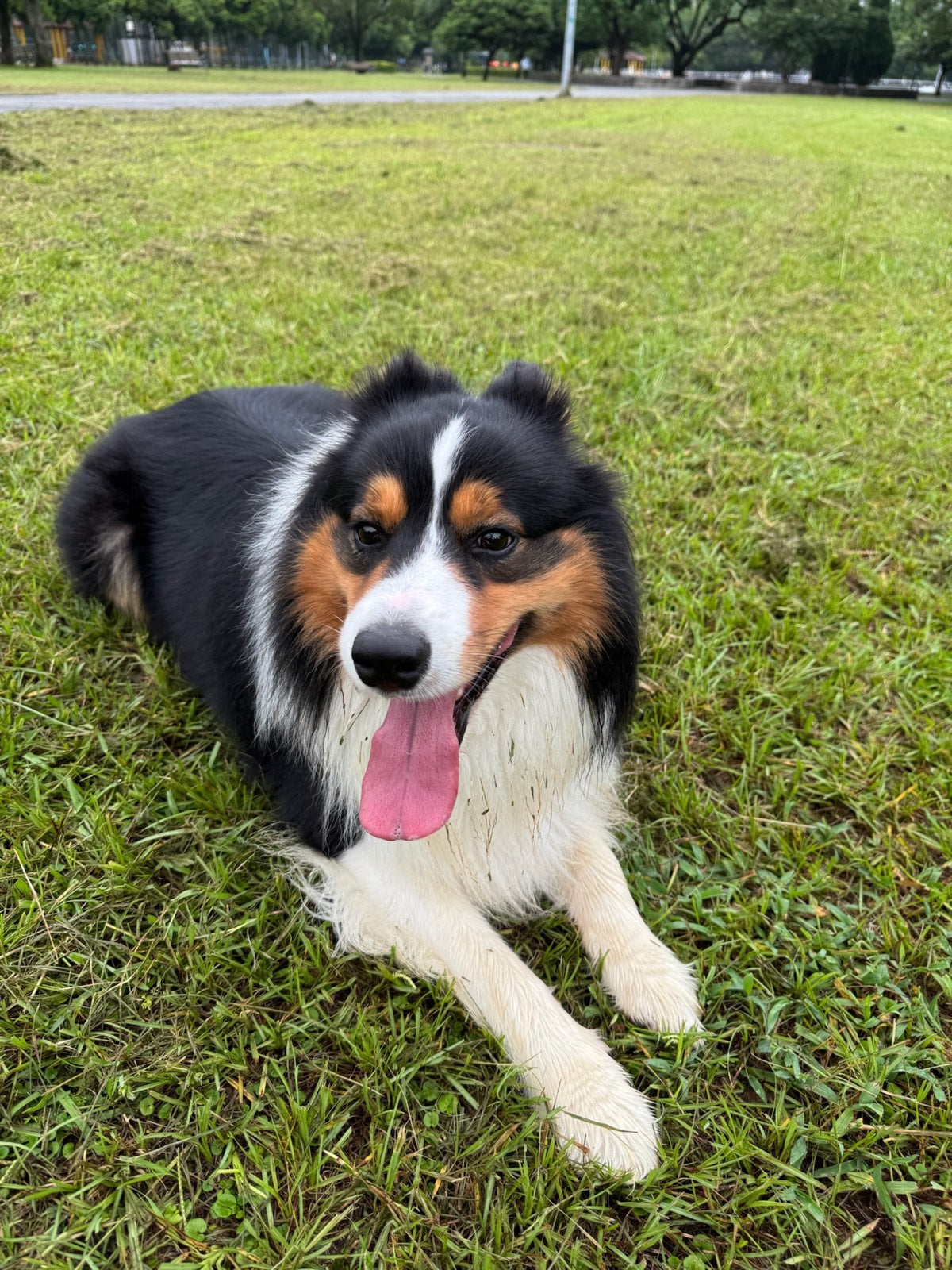 趴在草地上吐舌微笑的三色牧羊犬